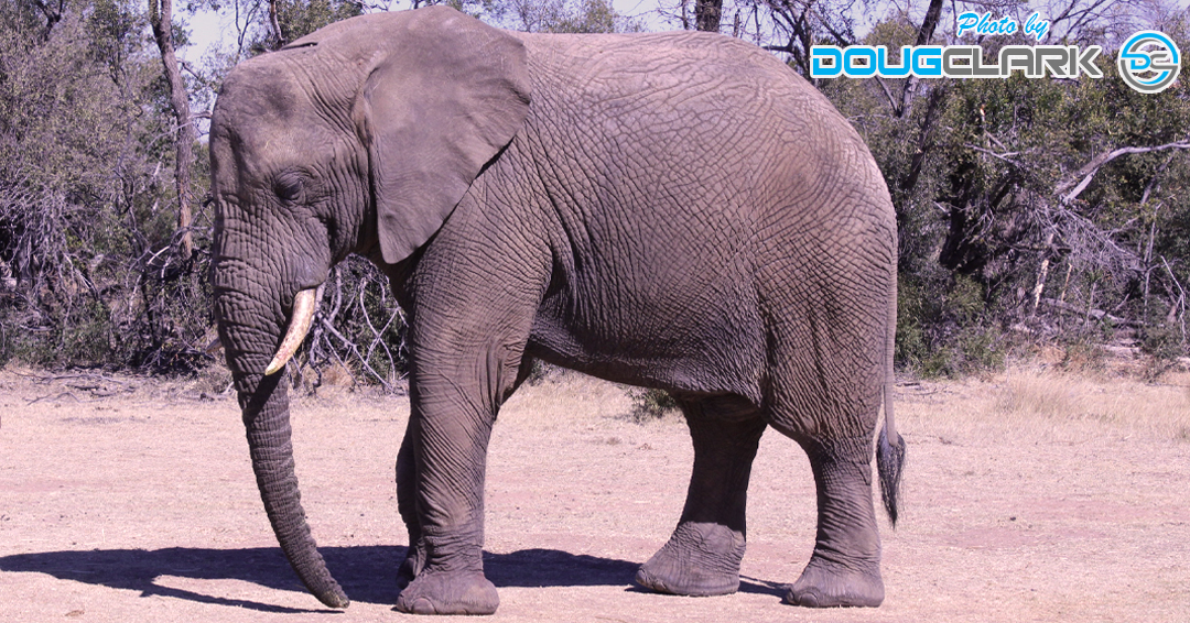 Large adult elephant standing in the wild