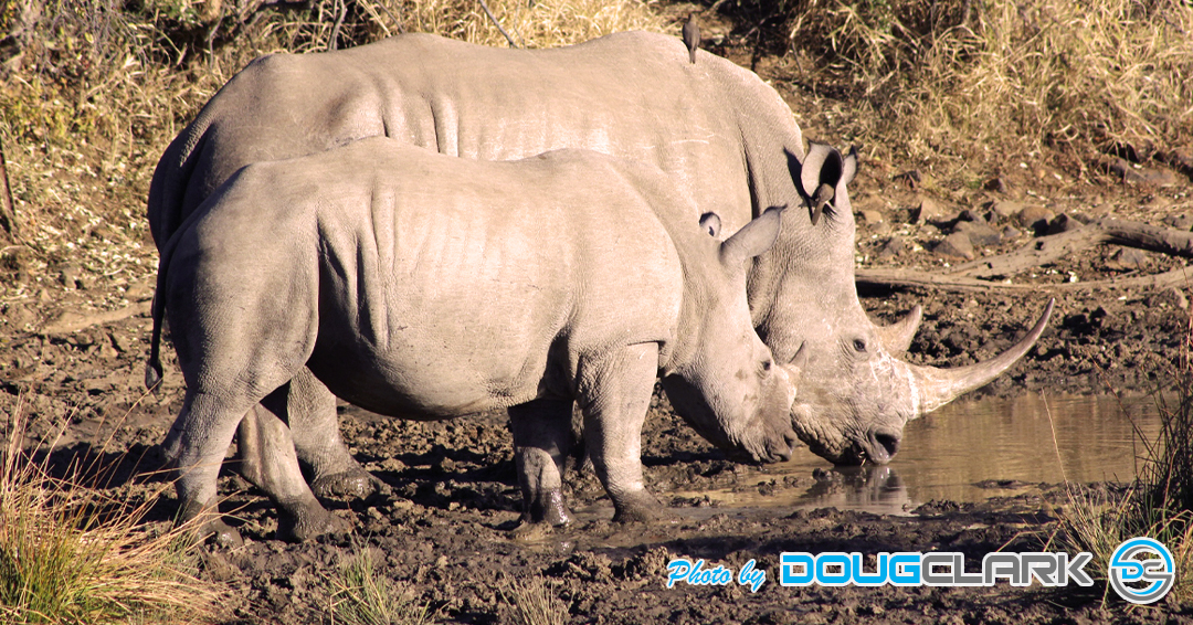 Adult and juvenile white rhinos drinking from a waterhole in South Africa