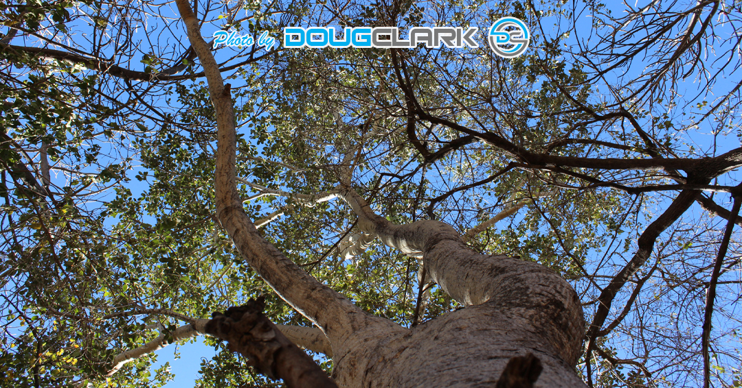Looking up through a tree canopy in an African game reserve
