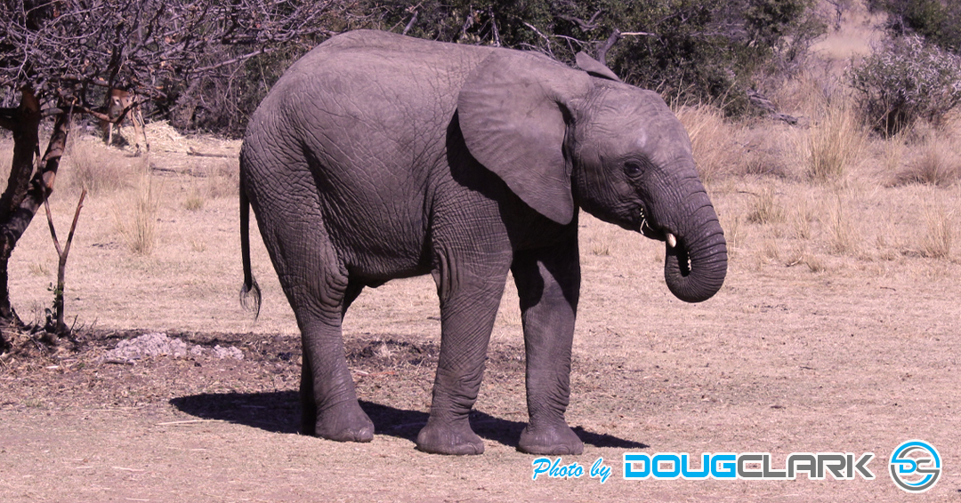 Young elephant exploring the bush