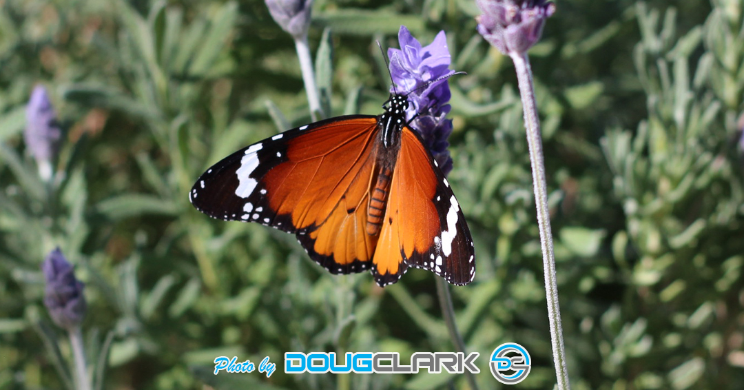 Macro photo of butterfly resting on a lavender flower in South Africa