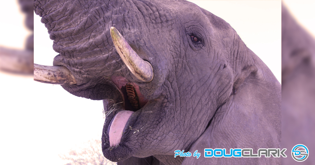 Close-up of an elephant’s head and trunk