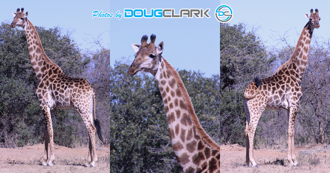 Collage of three giraffe portrait photos taken on game drives