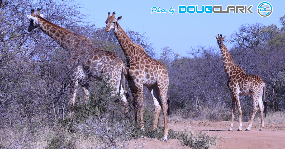 Group of giraffes standing in the bush during safari