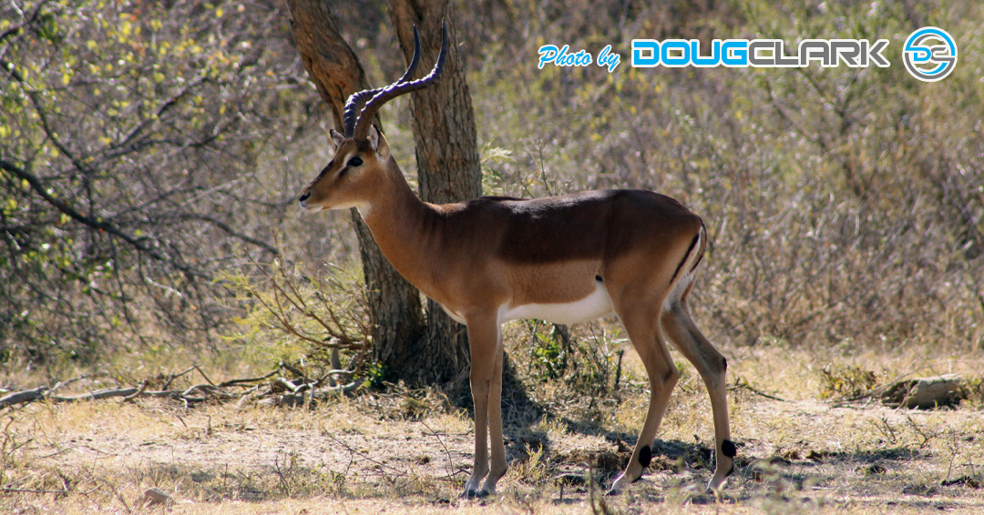 Impala captured during a South African game drive Impala male