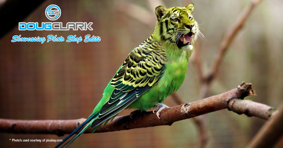 Photoshop edits budgie_tiger Photoshop edits budgie_tiger
