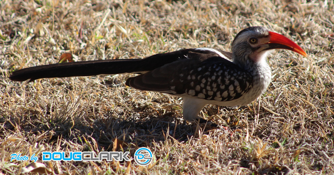 Red-billed hornbill standing alert in dry grassland