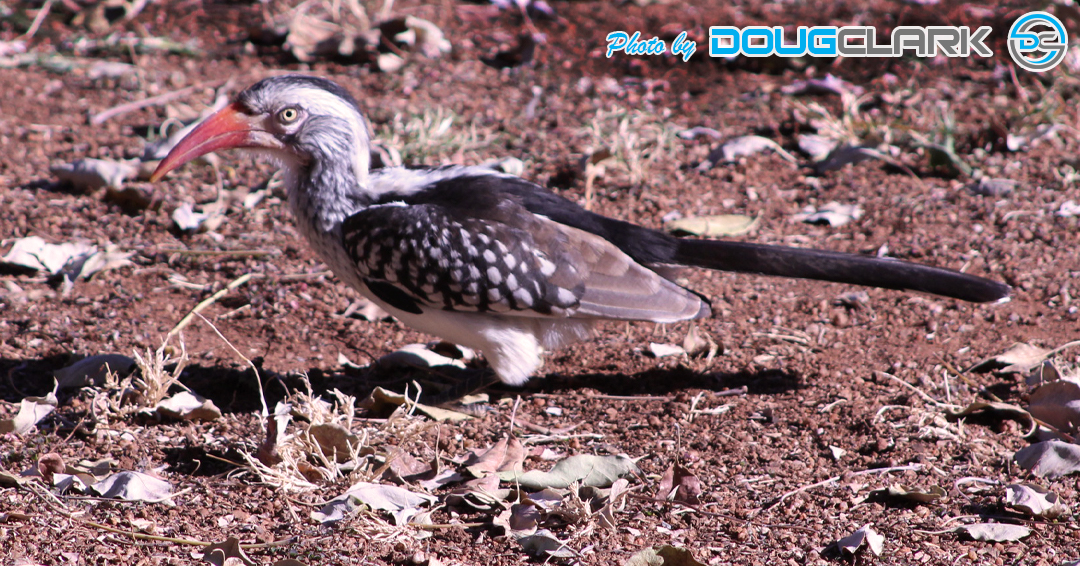 Side angle photo of a red-billed hornbill on the ground