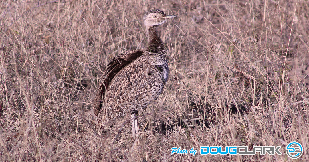 Red-crested Korhaan standing camouflaged in dry grass