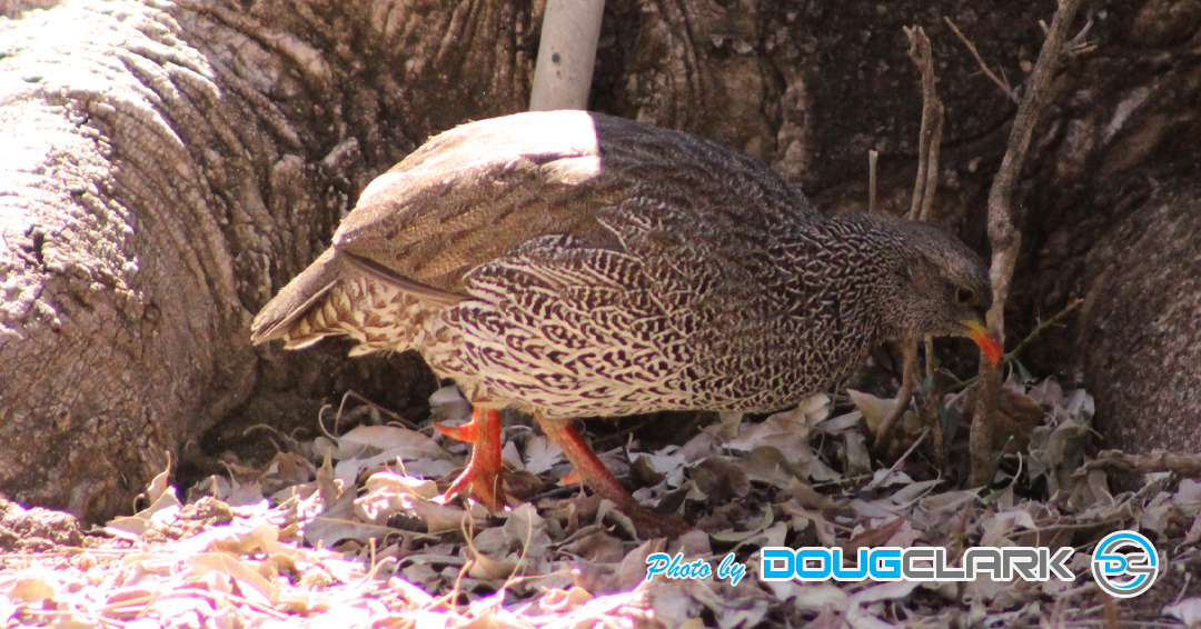 African spurfowl bird foraging among dry leaves and tree roots