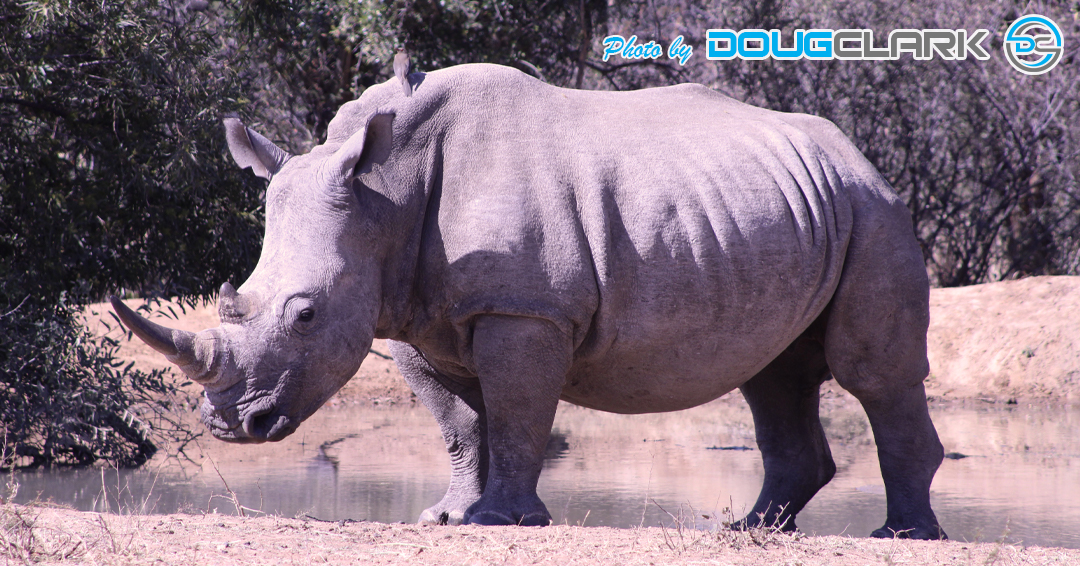 Single white rhino at a muddy waterhole