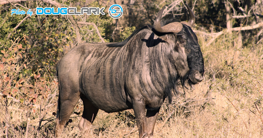 Close view of a wildebeest in open bushveld terrain
