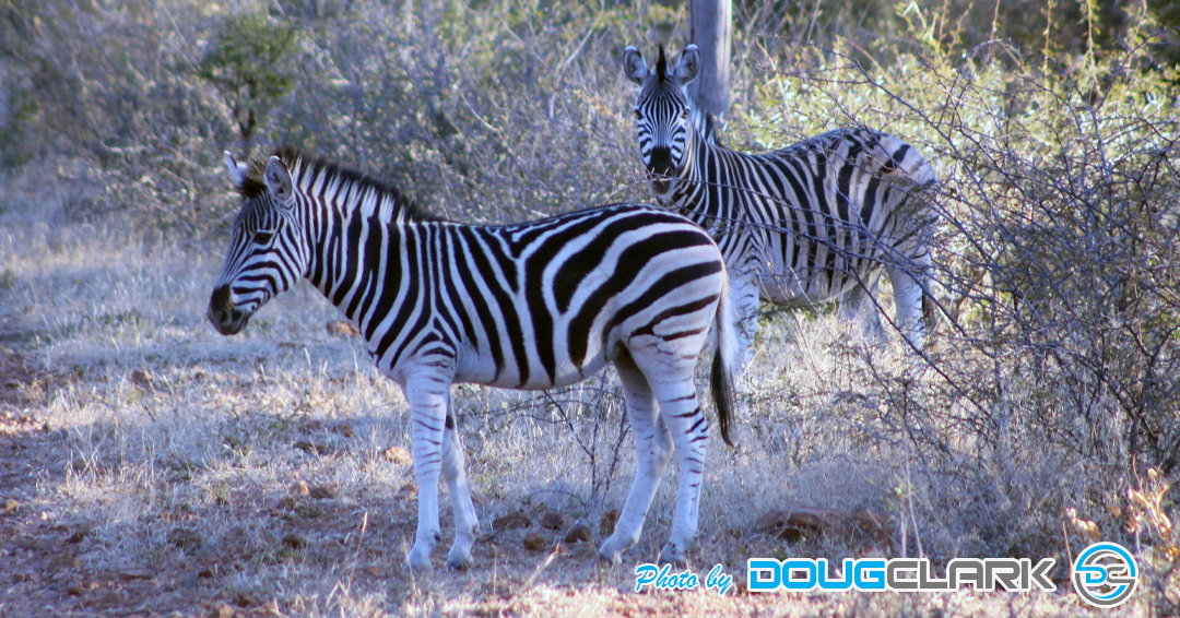 Two zebras standing side by side in African bushveld