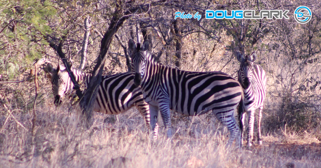 Three zebras grouped together in the bushveld