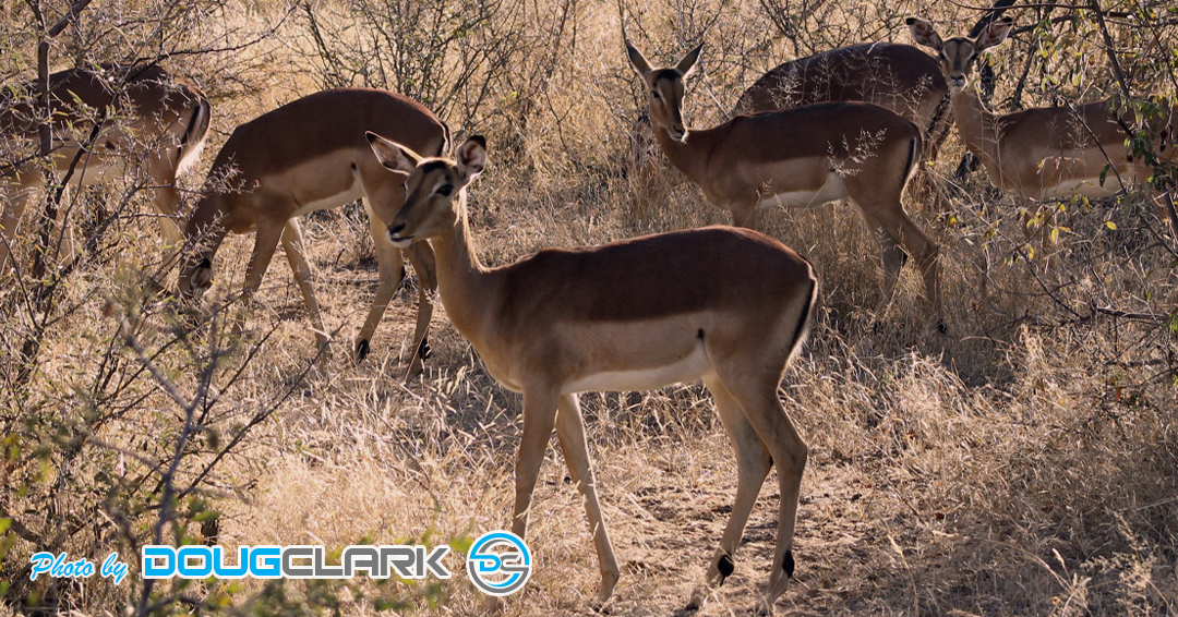 Impala captured during a South African game drive another group of impala