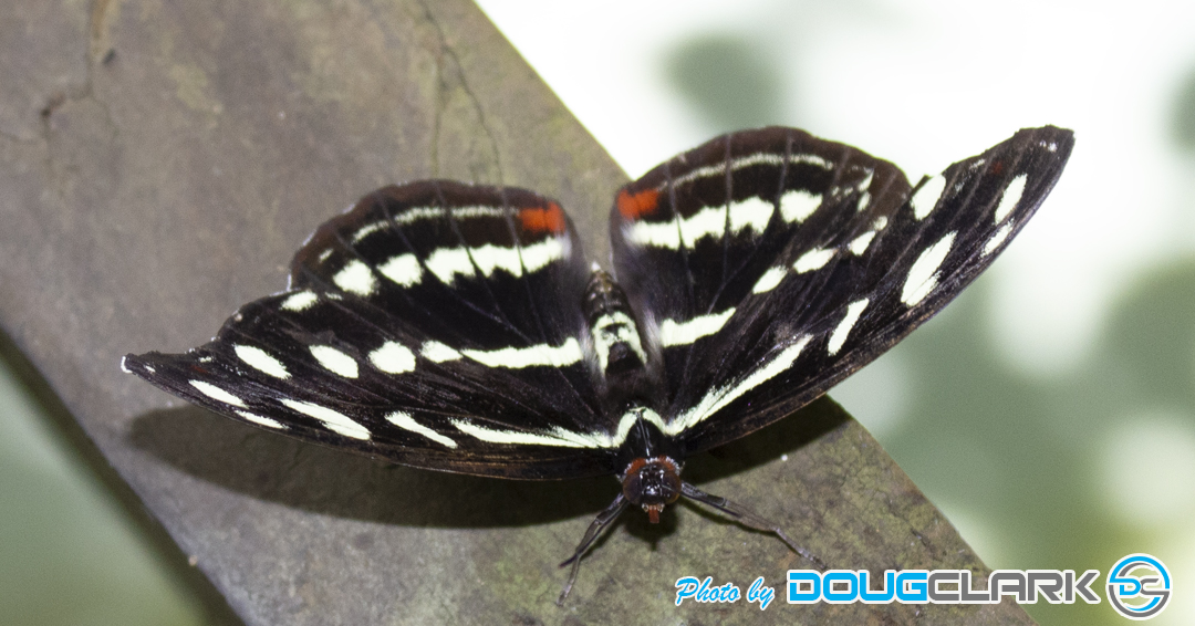 Close-up photo of butterfly at a sanctuary