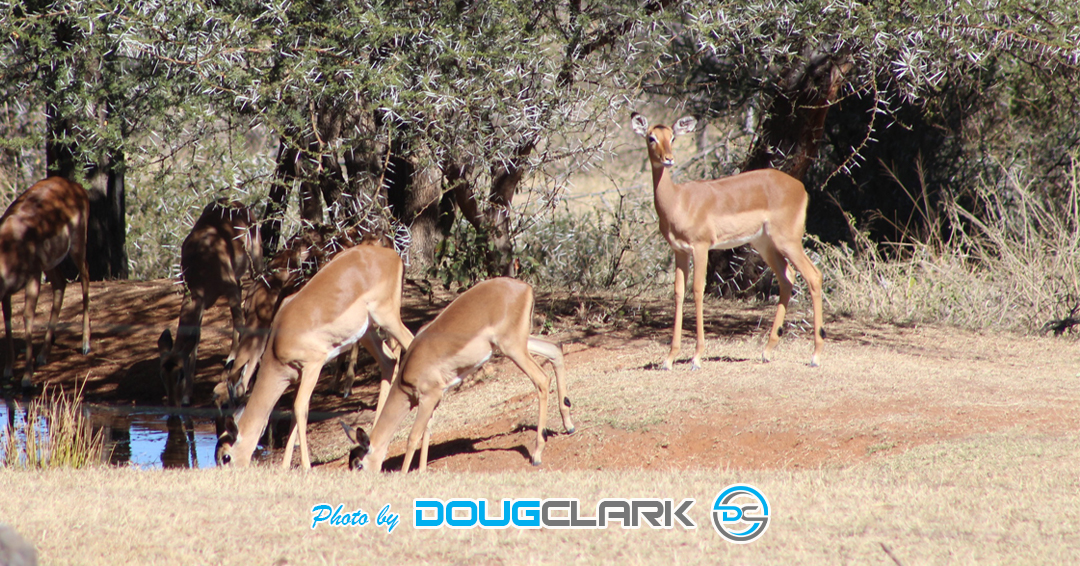 Impala captured during a South African game drive impala at a waterhole