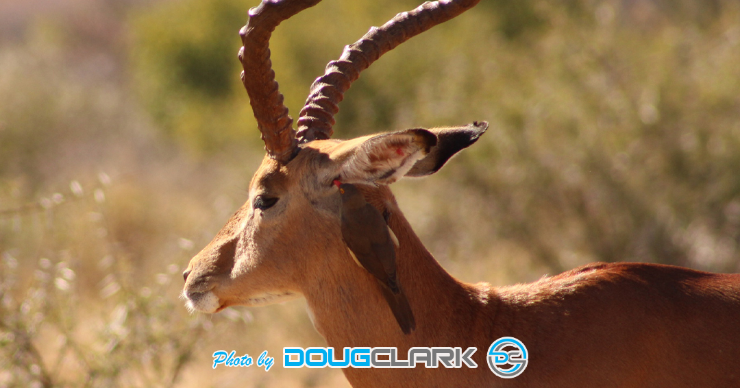 Impala captured during a South African game drive impala close up with bird cleaning ear