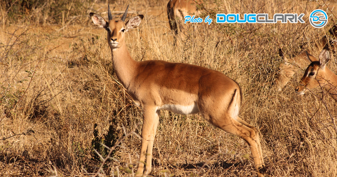 Impala captured during a South African game drive Impala full frame