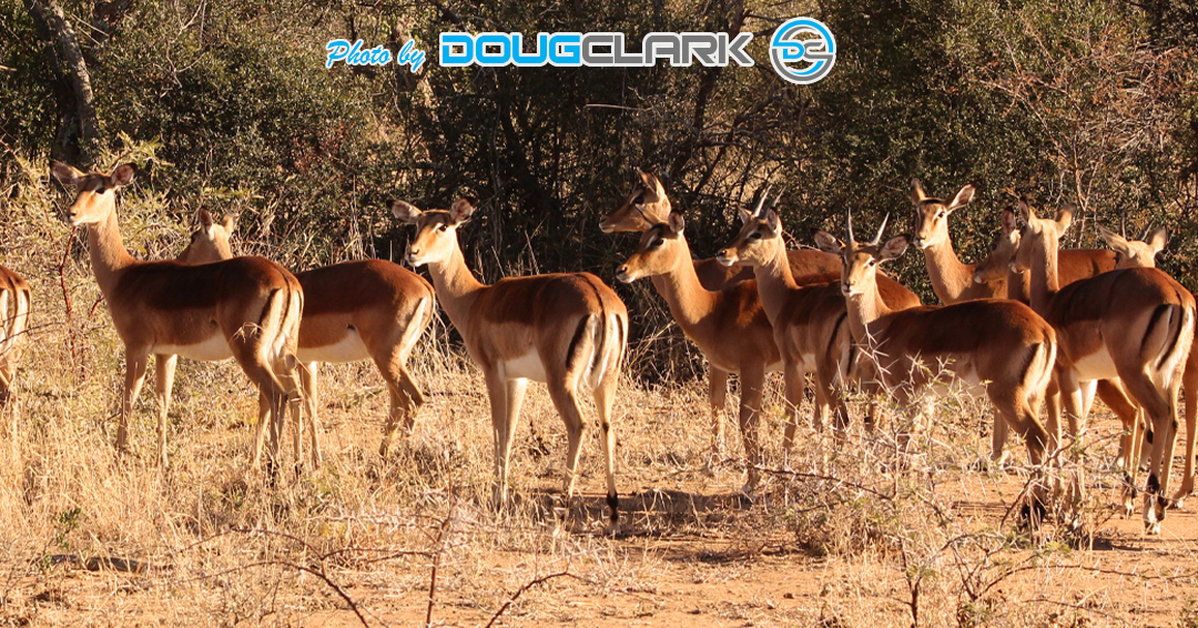 Impala captured during a South African game drive Impala group at sunset