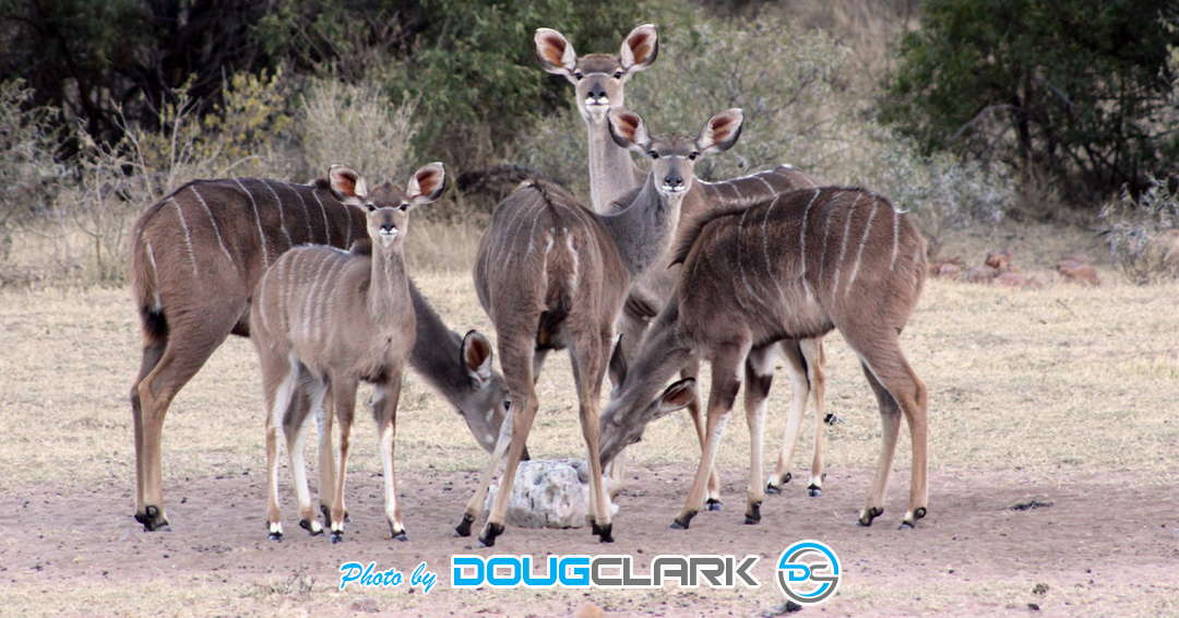 Kudu captured during a South African game drive Kudu Group at a salt lick