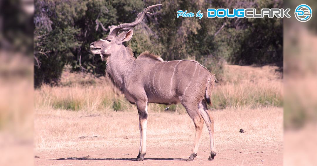 Kudu photo Kudu male fully grown full frame shot