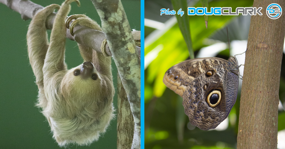 Composite of sloth and butterfly in Panama