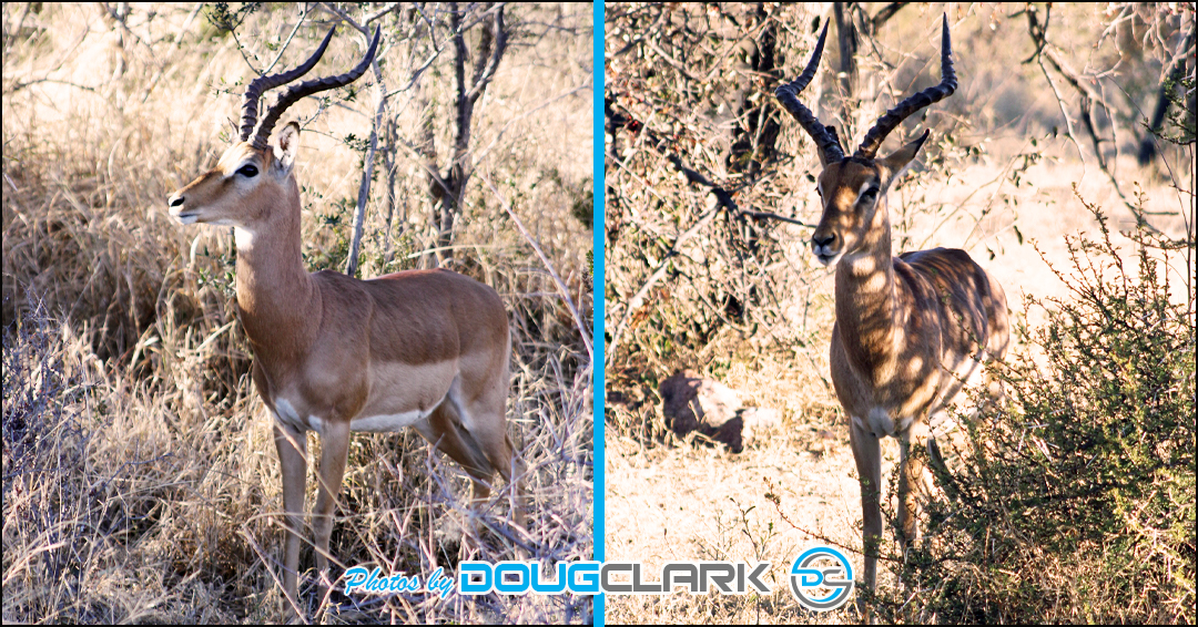 Impala captured during a South African game drive two portrait photos combined same Impala different angles