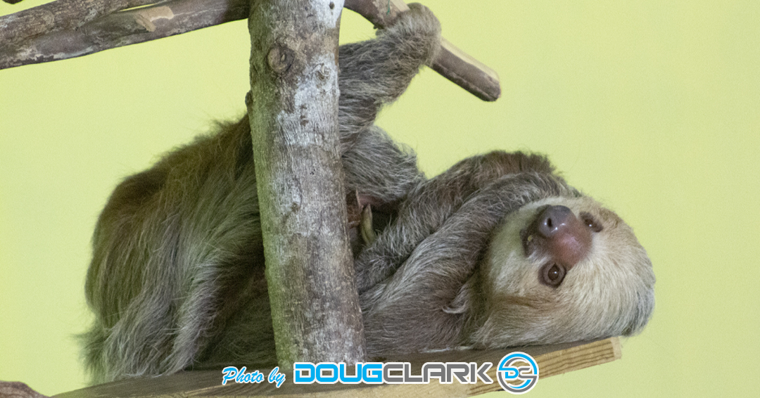 Sloth hanging on tree at wildlife sanctuary
