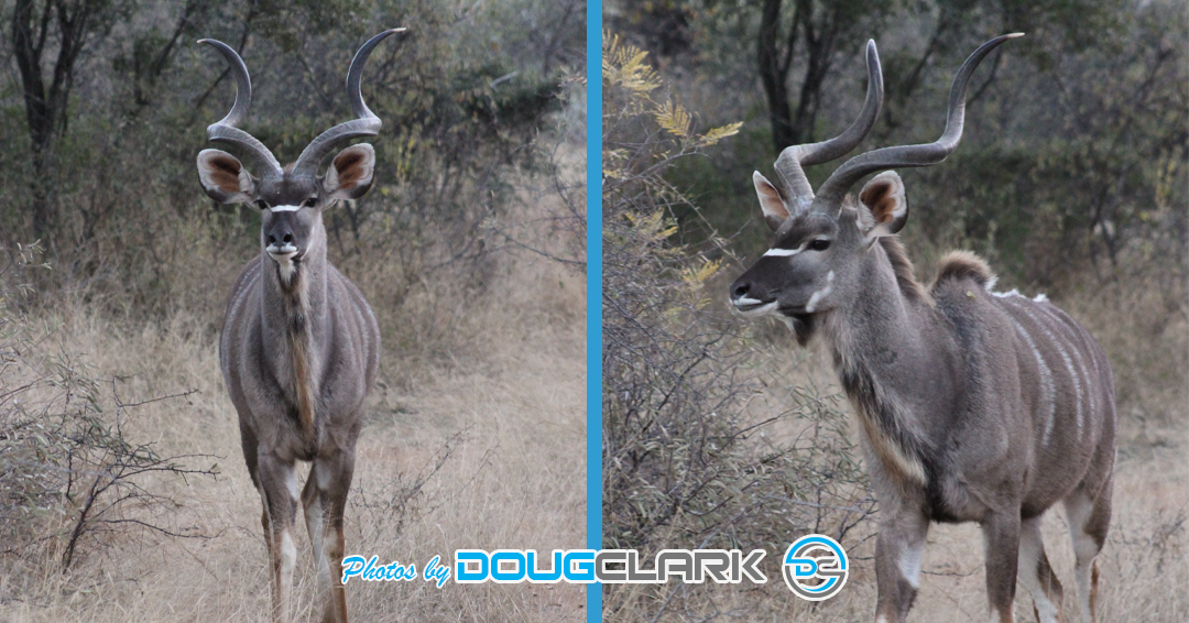 Kudu captured during a South African game drive two portrait photos combined same Kudu Male different angles