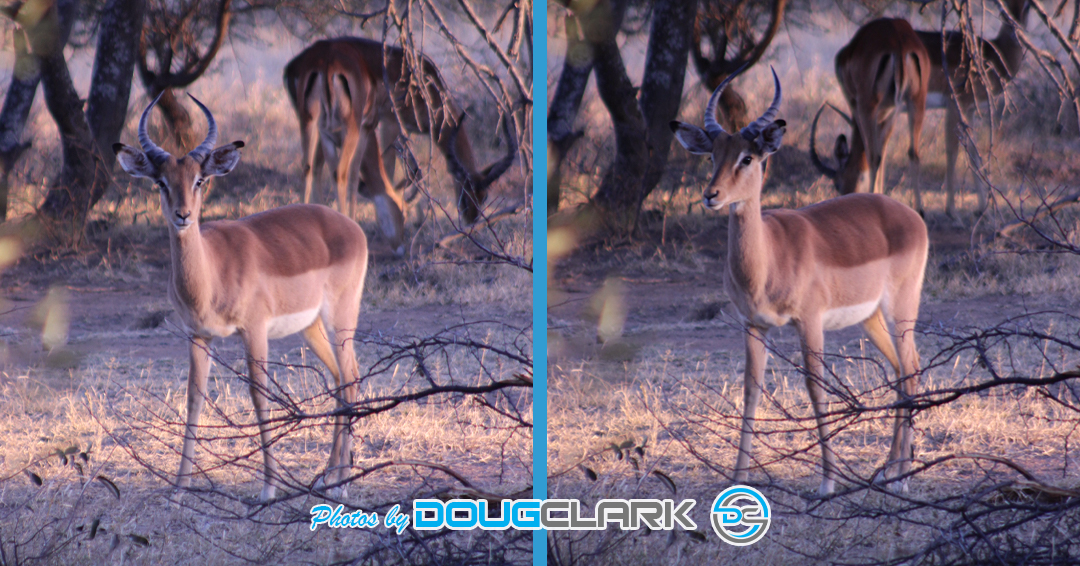 Impala captured during a South African game drive two portrait photos combined same Impala different angles second one