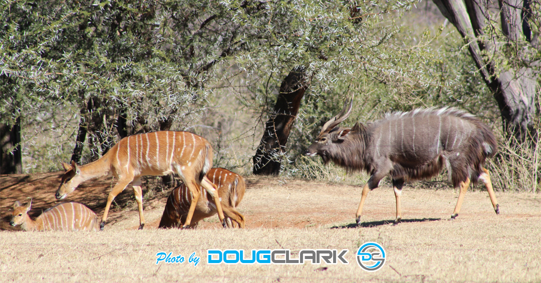 Antelopes captured during a South African game drive, various buck at waterhole