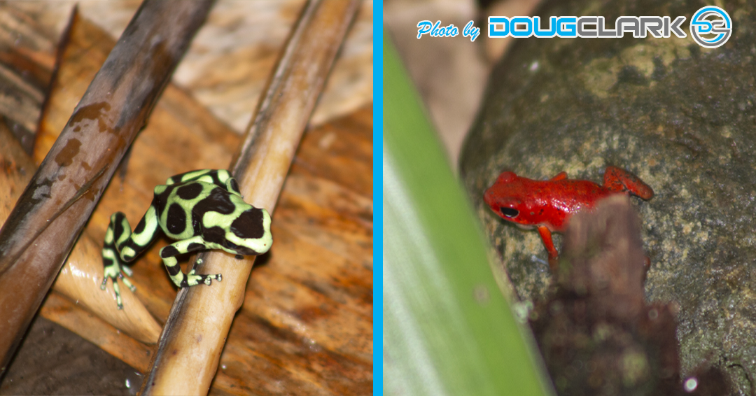 Venomous Frogs of Panama